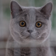 Photo: Getty (cat pictured is not stoned, just frightened)